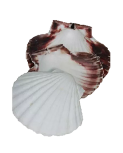 Coquilles St Jacques naturelles et minérales Visuel 1 principal Coquilles St Jacques naturelles et minérales Visuel 1 principal